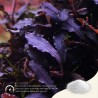 The 2Hr Aquarist APT Sky 70gr