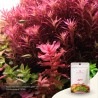 The 2Hr Aquarist APT Start 45gr