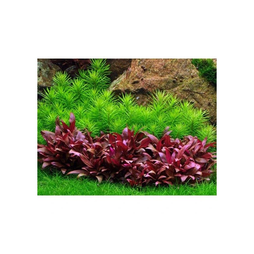 Alternanthera Reinickii 'Mini' BAĞ Alternanthera Reinickii 'Mini' BAĞ