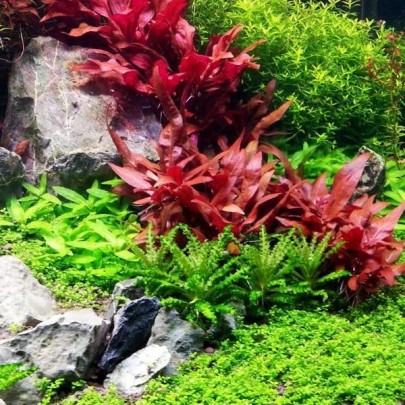 Alternanthera Reinickii 'Mini' SAKSI