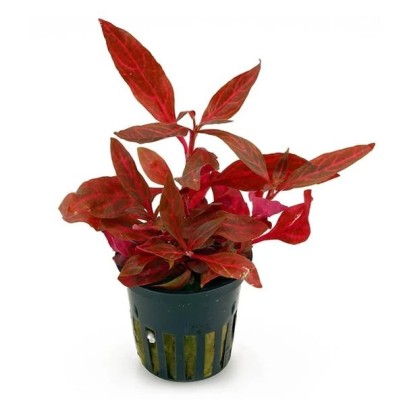 Alternanthera Rosanervig SAKSI
