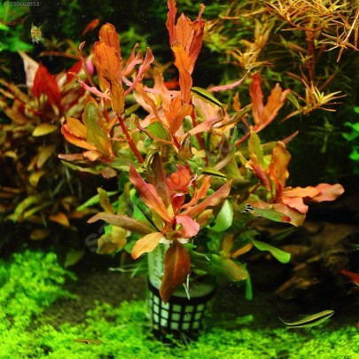Ammannia senegalensis Bağ