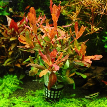 Ammannia senegalensis Bağ
