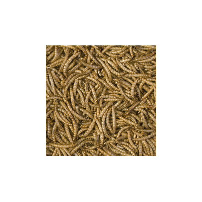 Tropical Meal Worms 100ml/13g