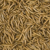 Tropical Meal Worms 100ml/13g