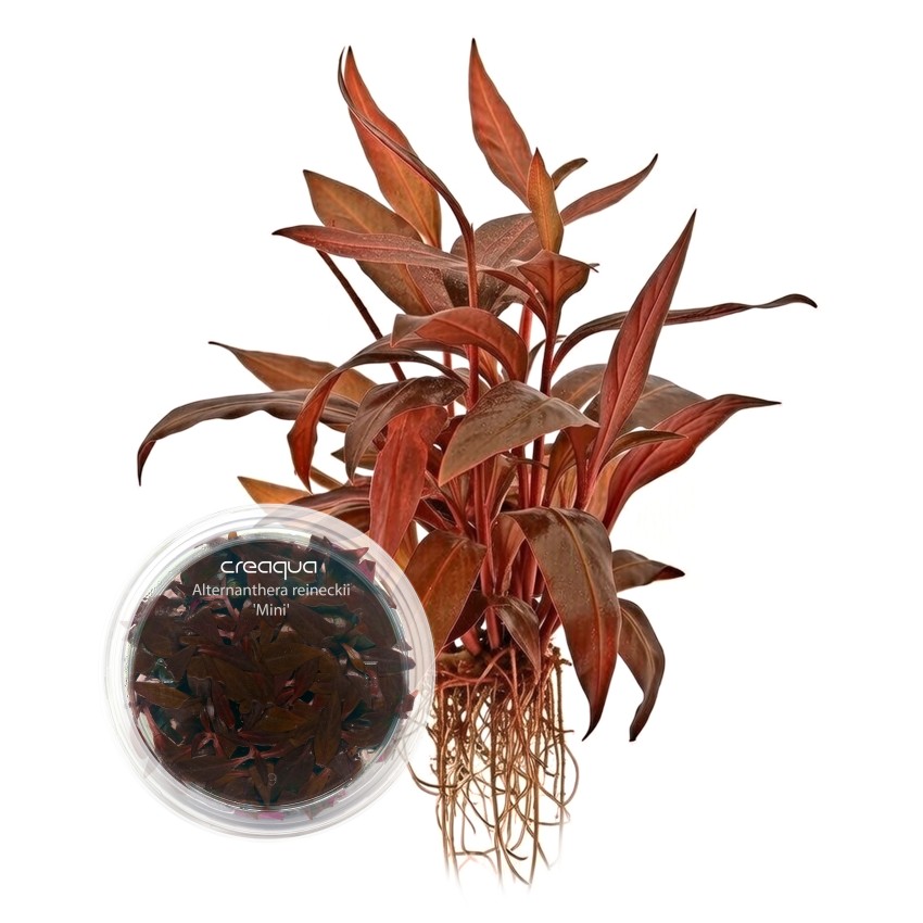 Alternanthera reineckii ‘Mini’ İNVİTRO