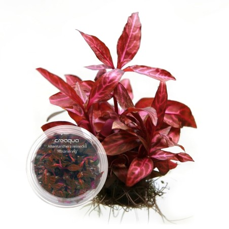 Alternanthera reineckii ‘Rosanervig’ İNVİTRO