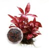 Alternanthera reineckii ‘Rosanervig’ İNVİTRO