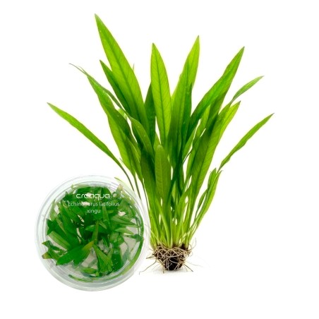 Echinodorus latifolius ‘Xingu’ İNVİTRO