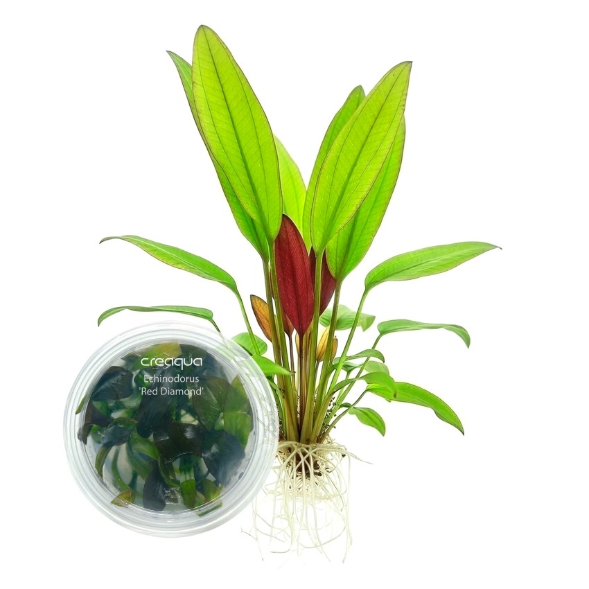 Echinodorus ‘Red Diamond’ İNVİTRO