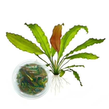 Echinodorus ‘Rose’ İNVİTRO