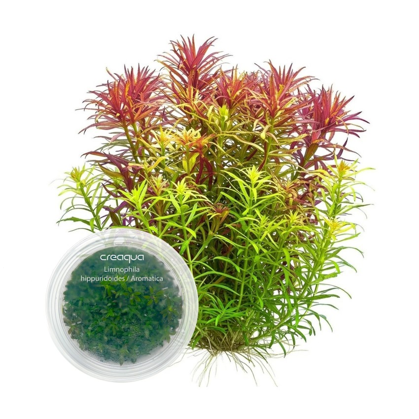 Limnophila hippuridoides 'Aromatica' İNVİTRO