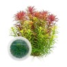 Limnophila hippuridoides 'Aromatica' İNVİTRO