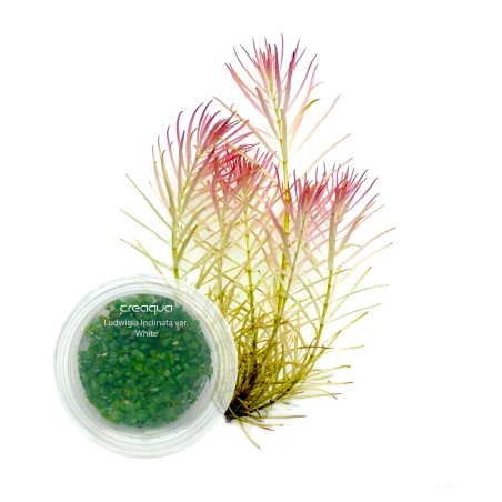 Ludwigia inclinata ‘White’ İNVİTRO