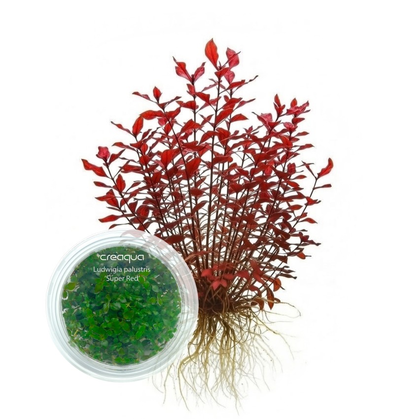 Ludwigia palustris ‘Super Red’ İNVİTRO