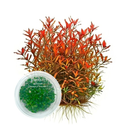 Ludwigia repens × arcuata İNVİTRO