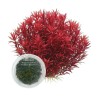 Rotala rotundifolia ‘Singapore Blood Red’ İNVİTRO