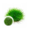 Eleocharis Acicularis Parvula ‘Mini’ İNVİTRO