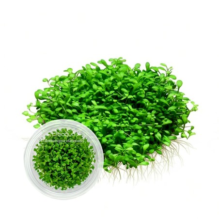 Glossostigma elatinoides İNVİTRO