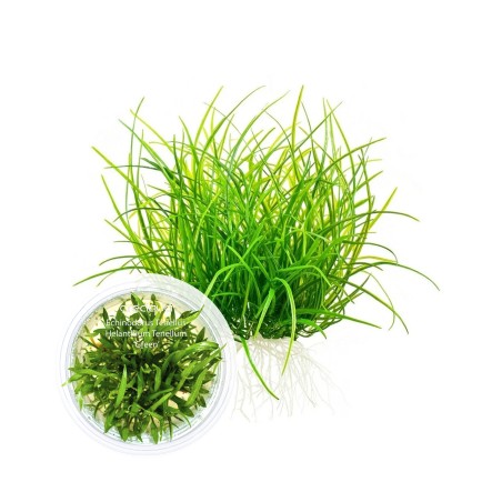 Helanthium tenellum 'Echinodorus Tenellus' İNVİTRO