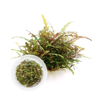 Hygrophila Pinnatifida İNVİTRO