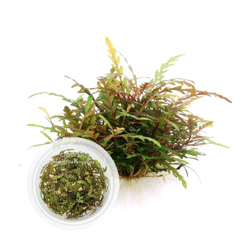Hygrophila Pinnatifida İNVİTRO