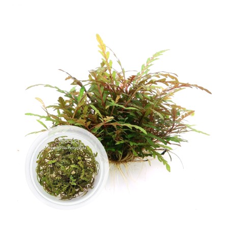 Hygrophila Pinnatifida İNVİTRO