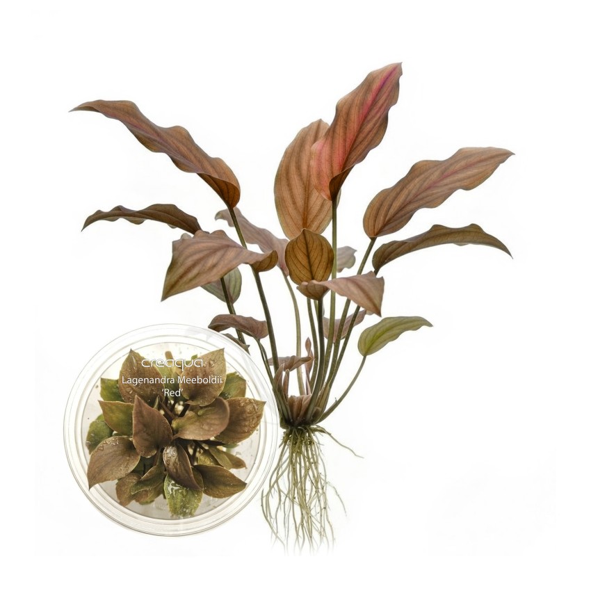 Lagenandra meeboldii ‘Red’ İNVİTRO
