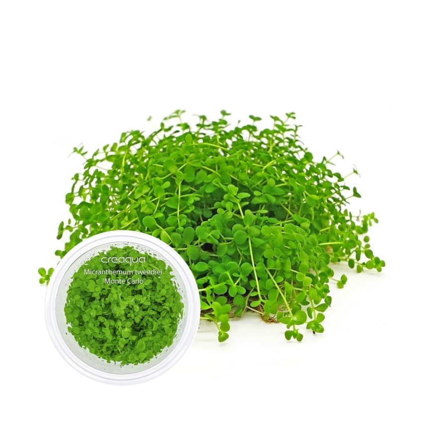 Micranthemum tweediei ‘Monte Carlo’ İNVİTRO
