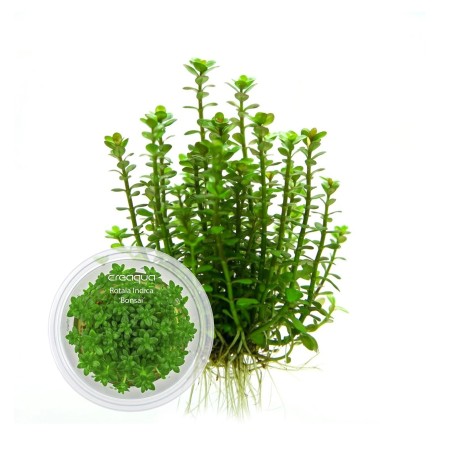 Rotala indica ‘Bonsai’ İNVİTRO