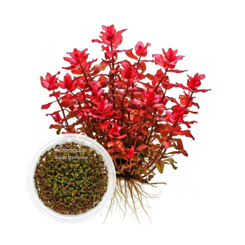 Rotala Macrandra İNVİTRO