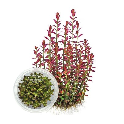 Rotala ramosior ‘Florida’ İNVİTRO