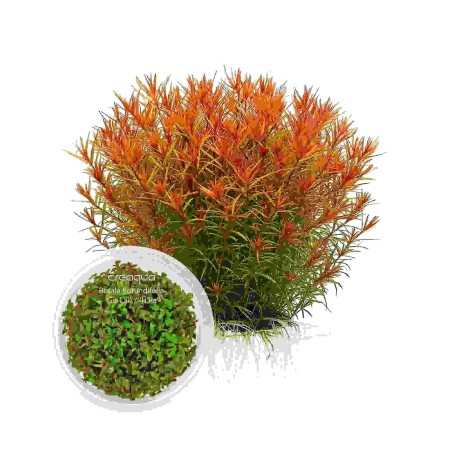 Rotala rotundifolia ‘H’Ra’ (Gia Lai) İNVİTRO