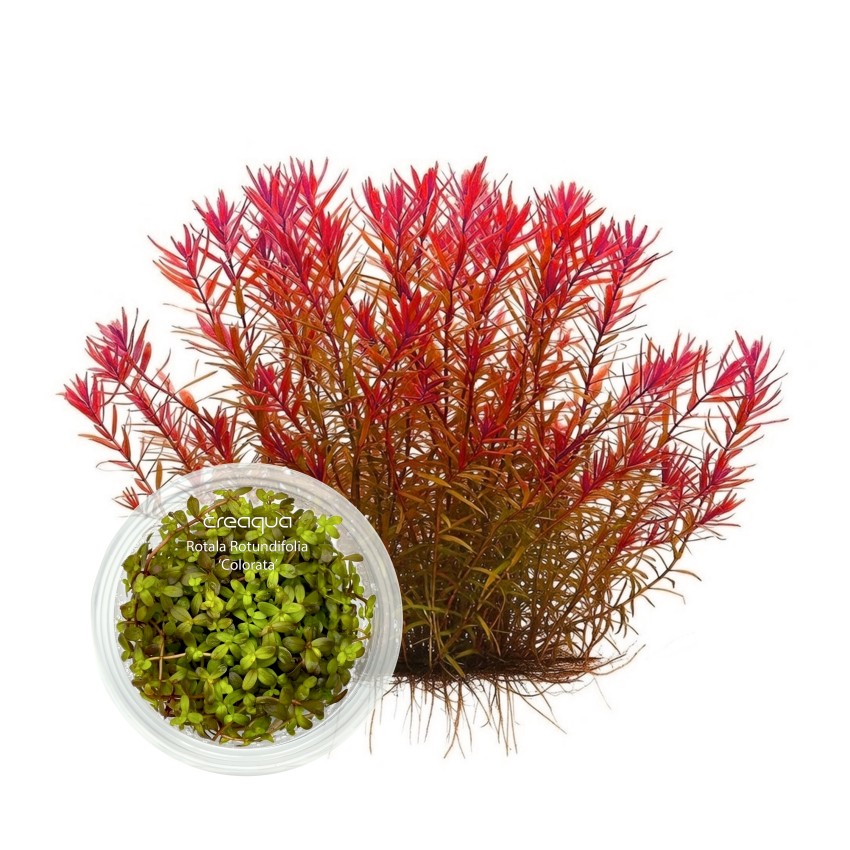 Rotala rotundifolia ‘Colorata’ İNVİTRO