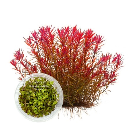 Rotala rotundifolia ‘Colorata’ İNVİTRO