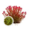 Rotala rotundifolia ‘Colorata’ İNVİTRO