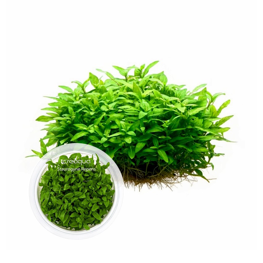 Staurogyne 'Repens' İNVİTRO