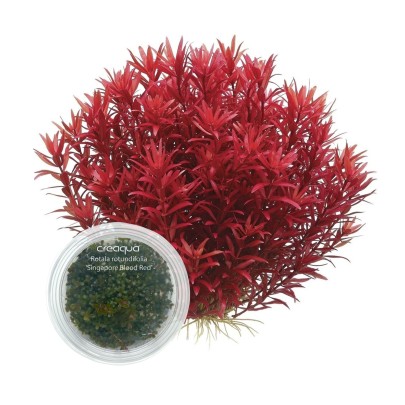 Rotala rotundifolia ‘Singapore Blood Red’ İNVİTRO