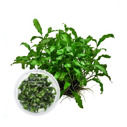 Bucephalandra Green Wavy İNVİTRO