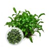 Bucephalandra Green Wavy İNVİTRO