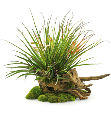 Terraryum Bitkileri